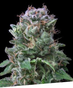 Foto Exclusive cookies 100% exclusive seeds bank
