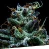 Foto Gorilla Exclusive 100% exclusive seeds bank