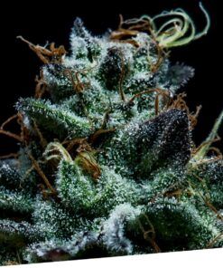 Foto Gorilla Exclusive 100% exclusive seeds bank