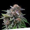 Foto Maka sugary 100% exclusive seeds bank