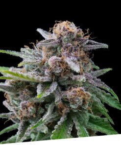 Foto Maka sugary 100% exclusive seeds bank