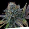 Foto Perla negra 100% exclusive seeds bank