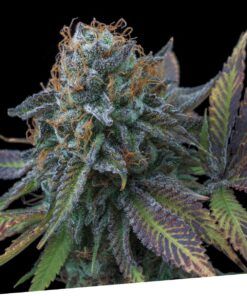 Foto Perla negra 100% exclusive seeds bank