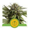 Foto Diesel auto royal queen seeds