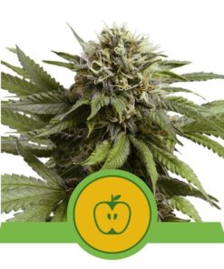 Foto Diesel auto royal queen seeds