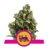 Foto Candy Kush Express fast flowering royal queen seeds