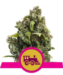Foto Candy Kush Express fast flowering royal queen seeds