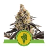 Foto Cookies gelato auto royal queen seeds