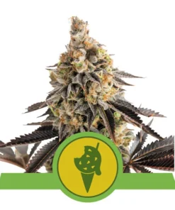 Foto Cookies gelato auto royal queen seeds