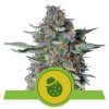 Foto Do-Si-Dos auto royal queen seeds