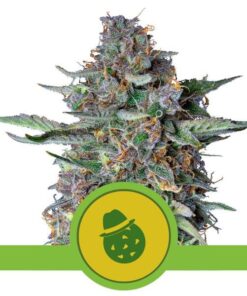 Foto Do-Si-Dos auto royal queen seeds