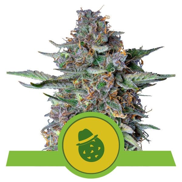Do-Si-Dos auto royal queen seeds Foto Do-Si-Dos auto royal queen seeds
