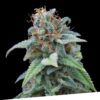 Foto Gasoline 100% exclusive seeds bank