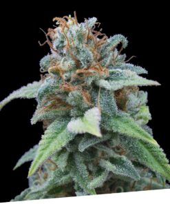 Foto Gasoline 100% exclusive seeds bank