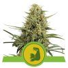 Foto HulkBerry auto royal queen seeds