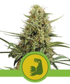 Foto HulkBerry auto royal queen seeds