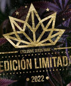 Foto Papaya x oxus 100% exclusive seeds bank