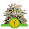 Foto Mimosa auto royal queen seeds
