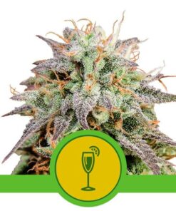 Foto Mimosa auto royal queen seeds