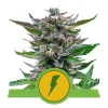 Foto North thunderfuck auto royal queen seeds