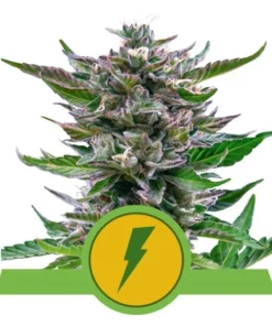 Foto North thunderfuck auto royal queen seeds