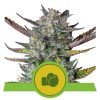 Foto Purple punch auto royal queen seeds