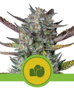 Foto Purple punch auto royal queen seeds