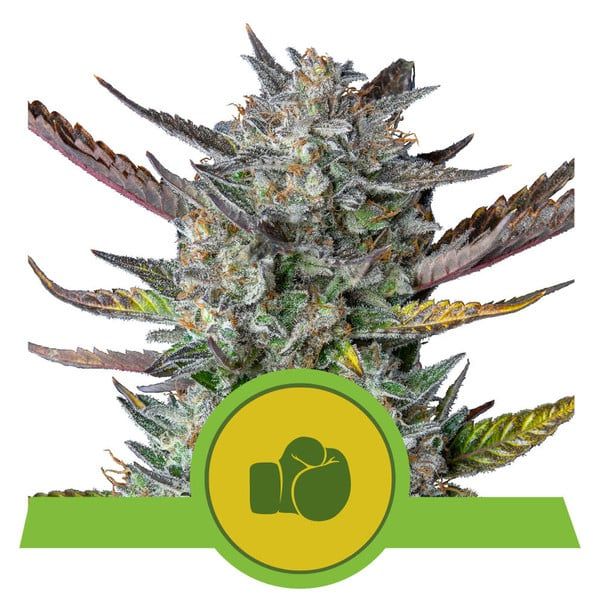 Purple punch auto royal queen seeds Foto Purple punch auto royal queen seeds