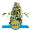 Foto Royal CBDV automatic royal queen seeds