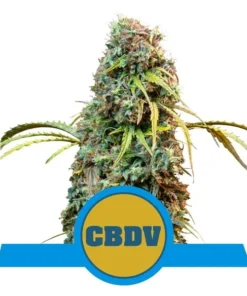 Foto Royal CBDV automatic royal queen seeds