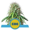 Foto Royal CBG automatic cbd 100% royal queen seeds