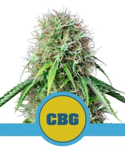Foto Royal CBG automatic cbd 100% royal queen seeds