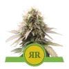 Foto Royal runtz auto royal queen seeds