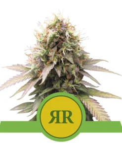 Foto Royal runtz auto royal queen seeds