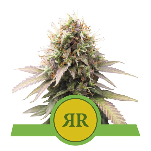Royal runtz auto royal queen seeds Foto Royal runtz auto royal queen seeds