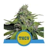 Foto Royal thcv cbd 100% royal queen seeds