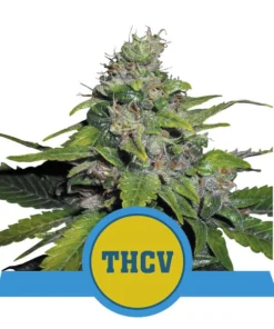 Foto Royal thcv cbd 100% royal queen seeds