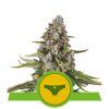 Foto Sherbet queen auto royal queen seeds
