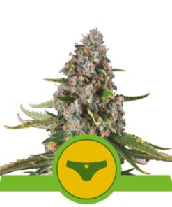 Foto Sherbet queen auto royal queen seeds