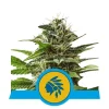 Foto Tatanka pure cbd royal queen seeds