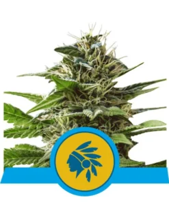 Foto Tatanka pure cbd royal queen seeds