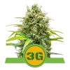 Foto Triple g auto royal queen seeds