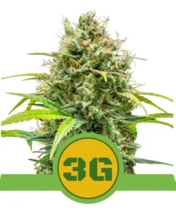 Foto Triple g auto royal queen seeds