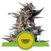 Foto Watermelon auto royal queen seeds