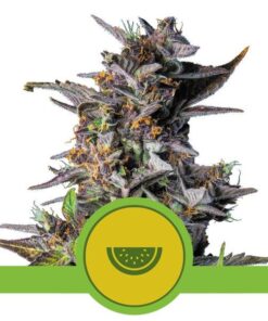 Foto Watermelon auto royal queen seeds