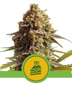 Foto Wedding cake auto royal queen seeds