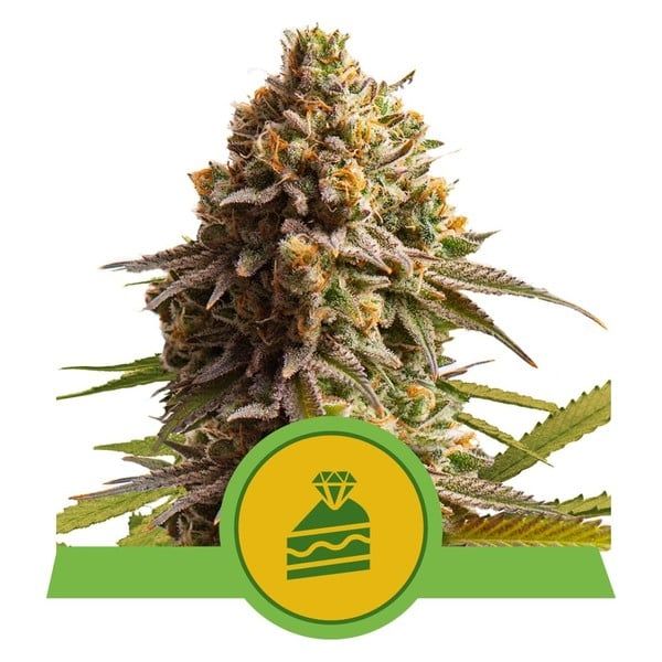 Wedding cake auto royal queen seeds Foto Wedding cake auto royal queen seeds