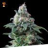 Foto Amnesia 100% exclusive seeds bank