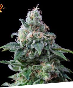 Foto Amnesia 100% exclusive seeds bank