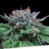 Foto Auto big blue 100% exclusive seeds bank